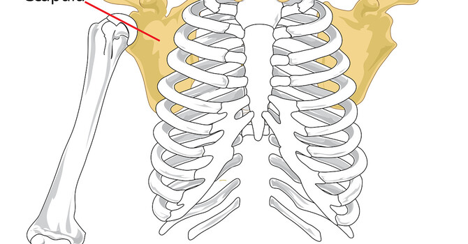 Shoulder Impingement Cause Uncovered image