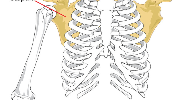 Shoulder Impingement Cause Uncovered